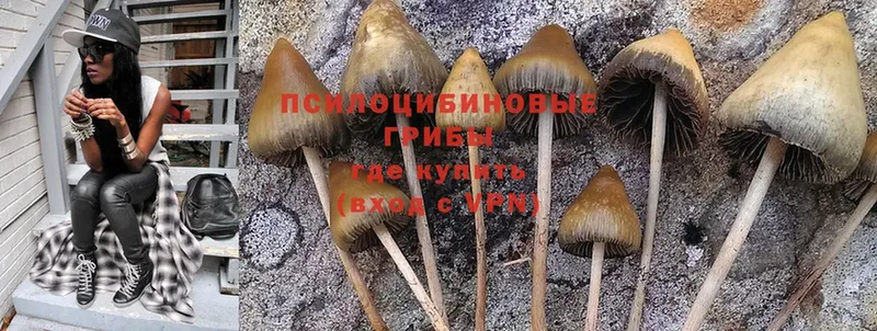 Галлюциногенные грибы Psilocybe  Камышлов 